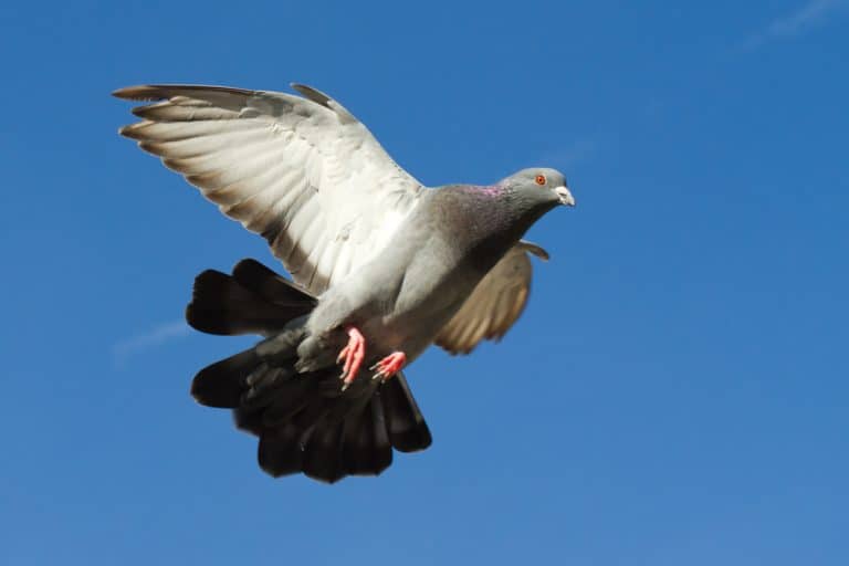 A dove in flight