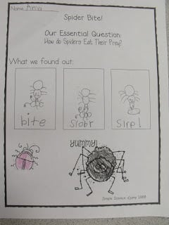 Spiders!