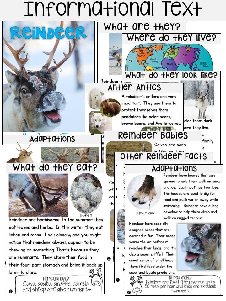 Reindeer Lesson Plans with informational text Free file. Includes crafts, writing, reading and more for your kindergarten lessons or first grade lessons.