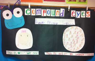 Compound Eyes