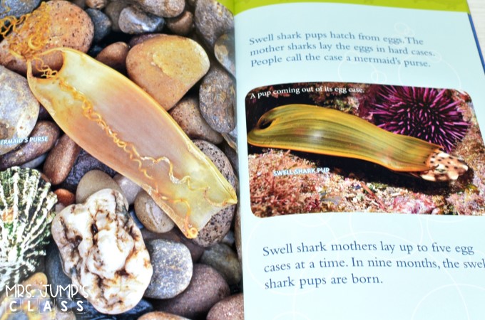 Do you want a Shark Week FREE FILE? FREEBIES Shark style is here! Compare informational text with narrative text in this blog post. Free ideas & activities