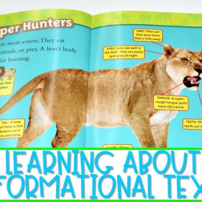 Teaching Informational Text Features: Lions