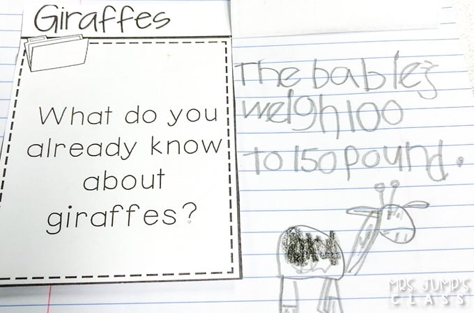 Your students will love learning about African animals with these nonfiction book activities. Engaging reading lessons about lions, giraffes, elephants, and meerkats. Great for a zoo unit!