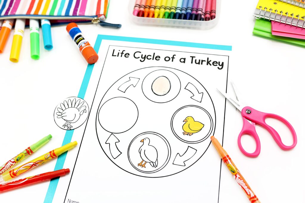 Life cycle worksheet in progress