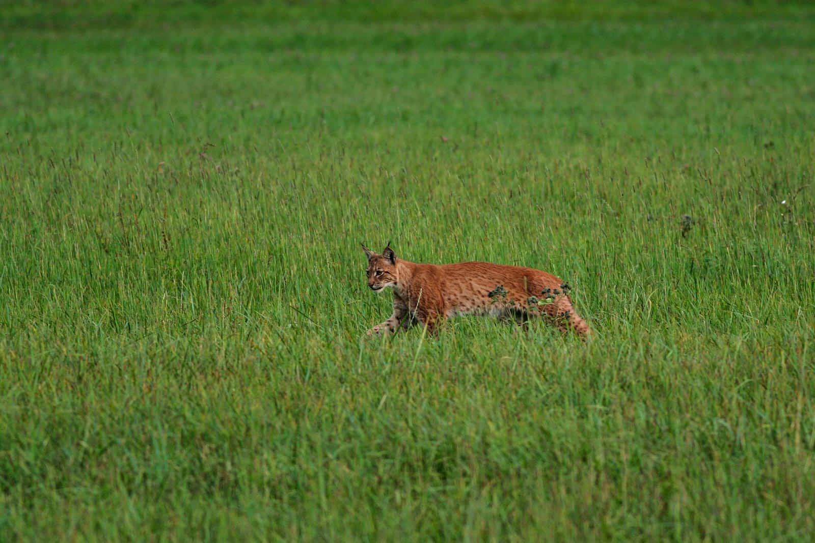 EWS - PanParks -09072_.JPG