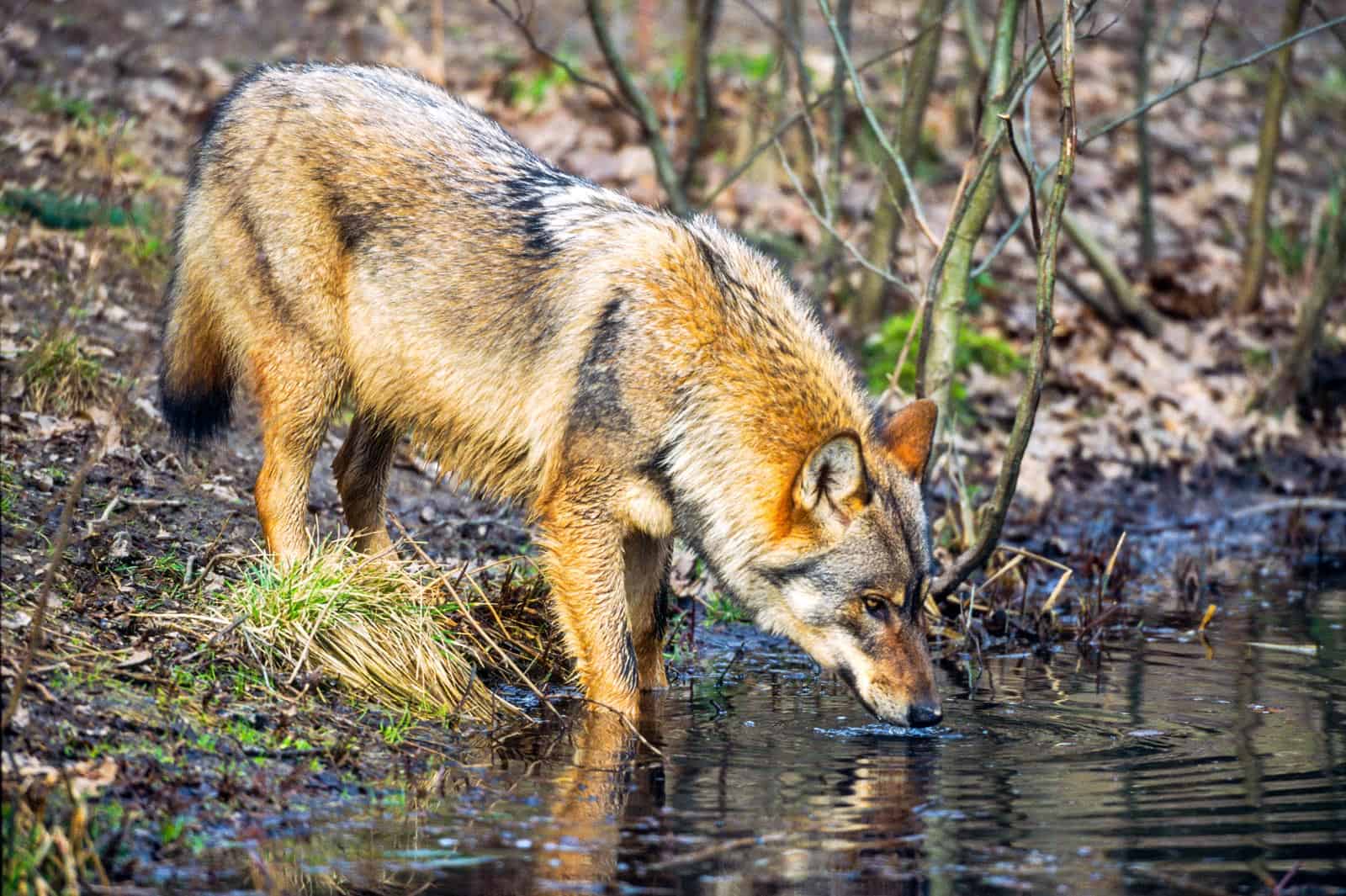 Grauwolf beim TrinkencH. Glader_4nature.jpg
