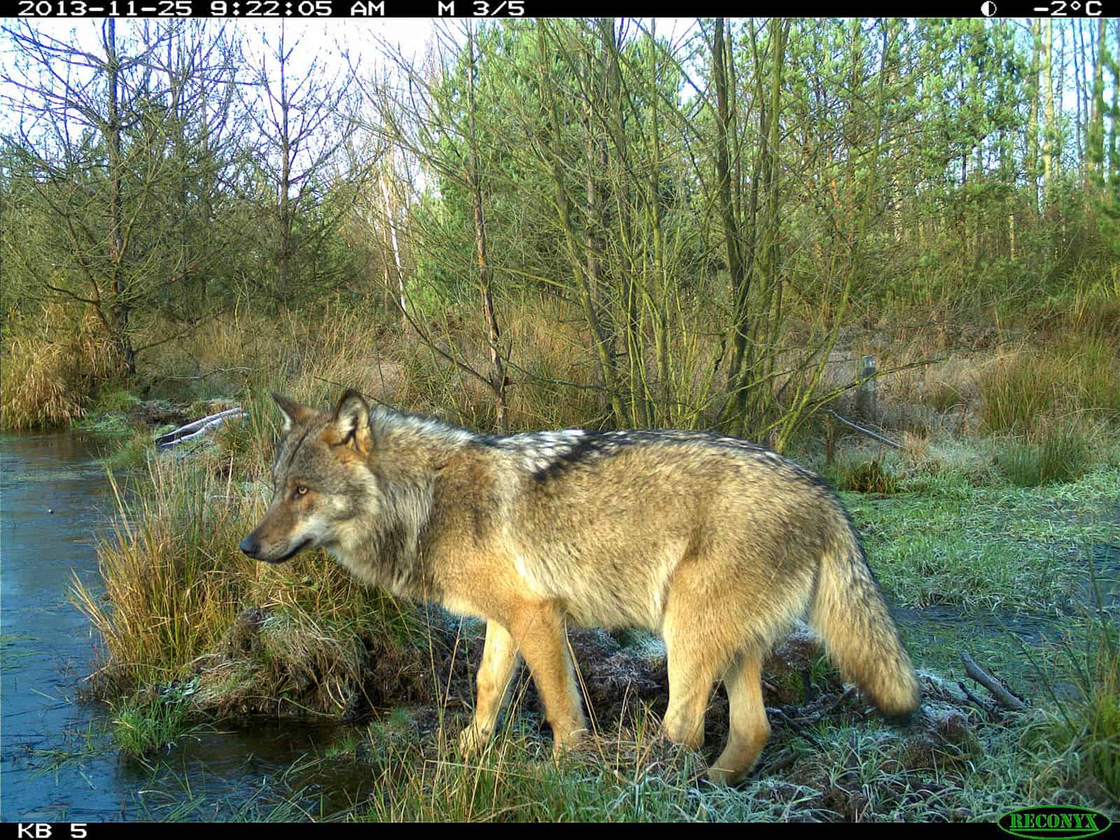 Wolf -_.jpg