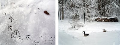 Duckssnow1_2