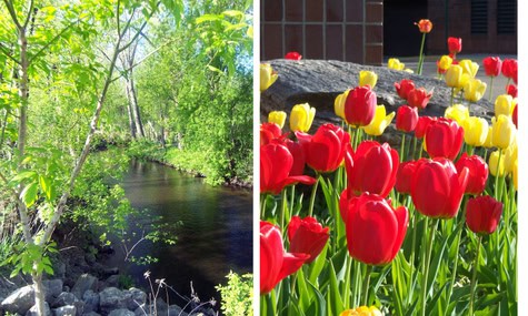 Gvdayscreektulips