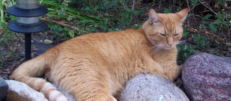 cat-pippin