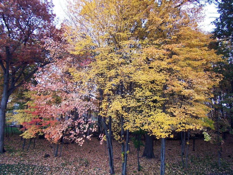Leaves-falling