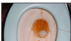 Winterize-toilet1