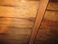 Black_Stains_Around_Nail_Heads_in_Attic