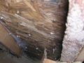 Frost_on_Nail_Heads_in_Attic