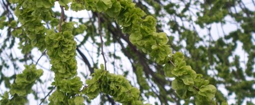 Tree-lei