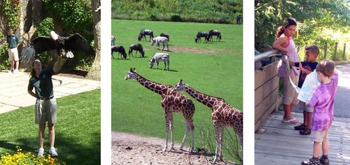 Zoo-3
