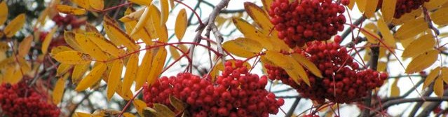 Berries