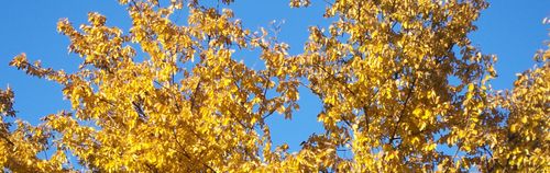 Yellowtrees