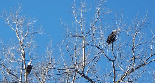 Calhoun-eagles2