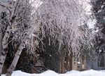 Lindenhills10-frost