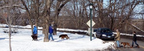 Dogpark2