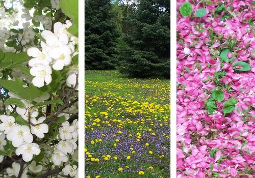 Mayflowers1