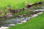 Golden valley-creek goslings