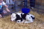 Fair-birthing
