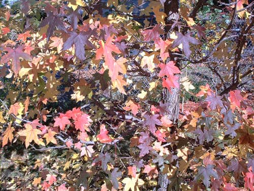 Fall