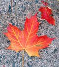 Leaf4