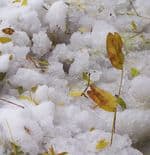 Snow-leaf