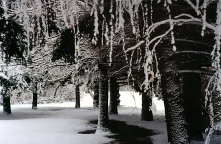 Snow-trees1