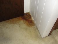 Filthy Floor