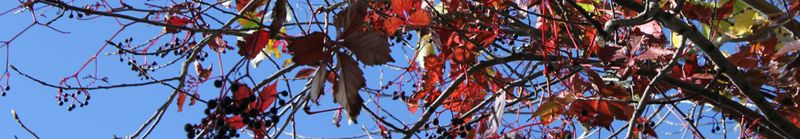 Trees-color