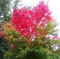 Change-tree
