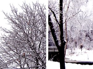 Snow-feb2012