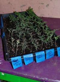 Tomatoplants