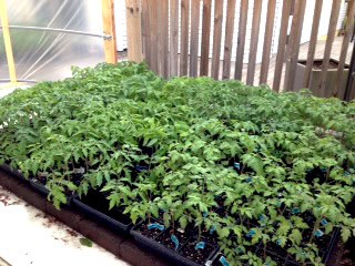 Tomato plants2a