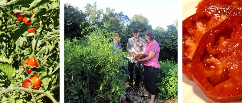 Tomatoes2012