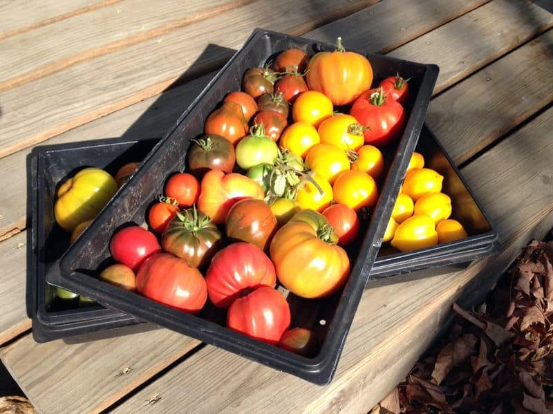 Tomato trays