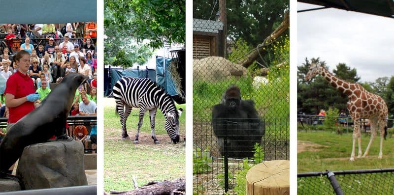 Como-zoo4