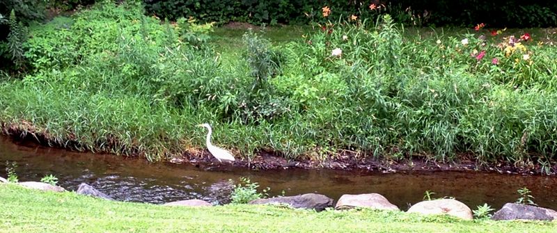 Egret2013