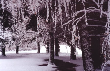 Winter-trees