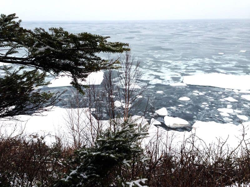 Bark point ice