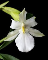 Miltonia spectabilis alba 'Full Moon' orchid