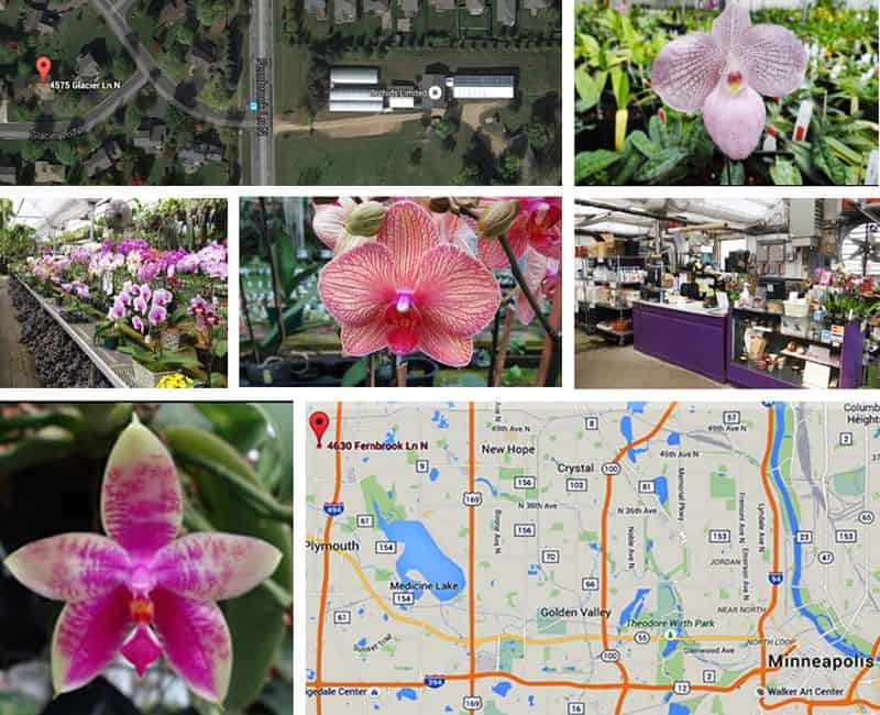 Orchids2