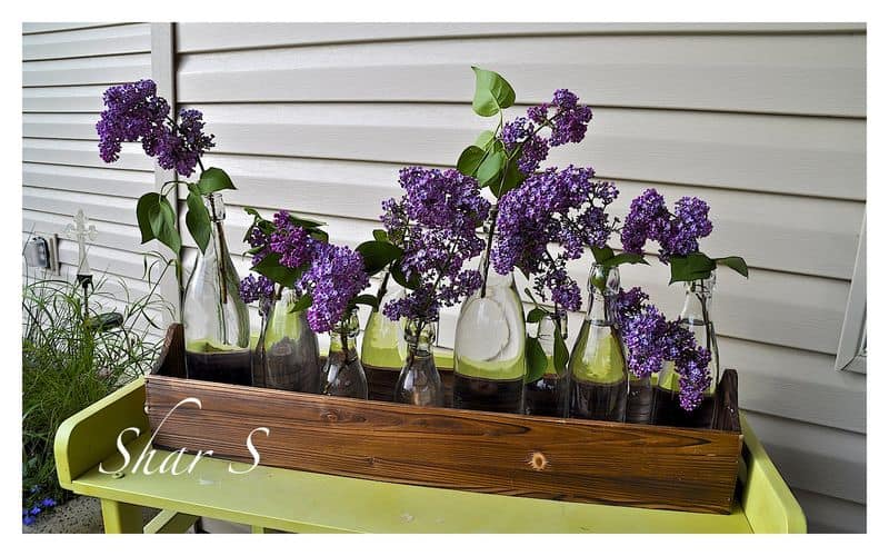 Lilacs