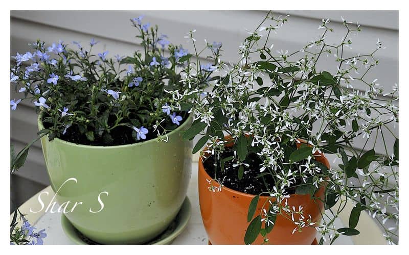 Pots