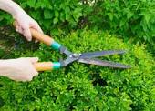 Triming bushes