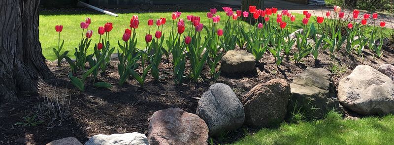 Tulips